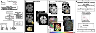 Novel MRI deformation-heterogeneity radiomic features are associated with molecular subgroups and overall survival in pediatric medulloblastoma: Preliminary findings from a multi-institutional study